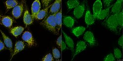 Mff, Rabbit anti-Human, Polyclonal, Millipore Sigma 25&mu;L; Unconjugated:Antibodies,